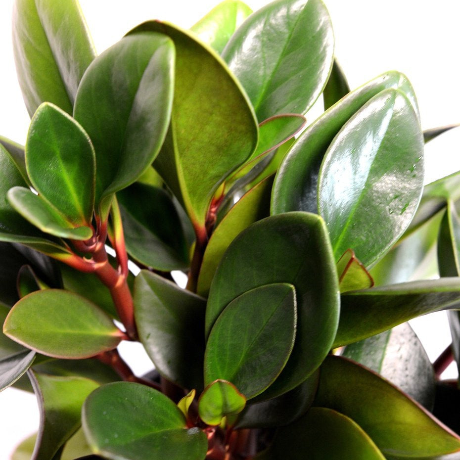 Peperomia Red Edge – pod&seed online