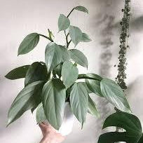 Philodendron Silver Sword - pod&seed online