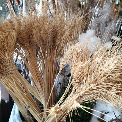 Wheat Grass - pod&seed online