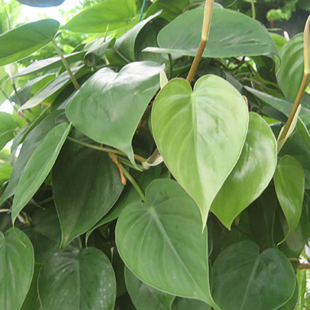 philodendron cordatum totem Philodendron Cordatum Heart Leaf – pod&seed online