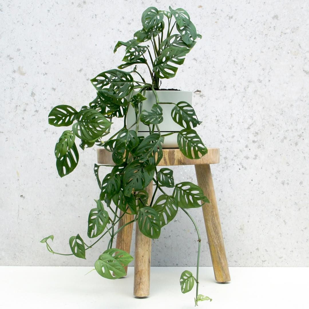 is monstera adansonii a vine Monstera Adonsonii 'Swiss cheese' – pod&seed online