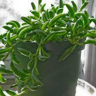 String of Beans - Hanging pot - pod&seed online