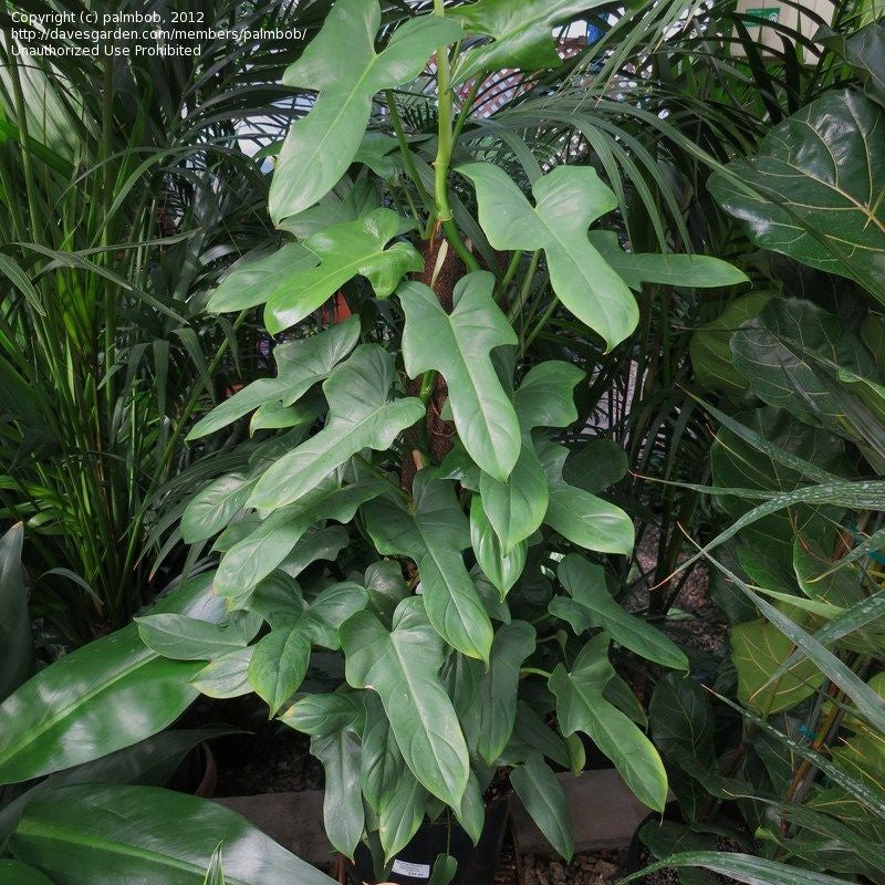 panduriforme philodendron Philodendron Panduriforme Totem
